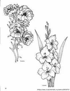 Gladiola for August for Papaw Skin color tattoos, Flower lin