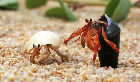 Study Suggests Hermit Crabs Evolved Long Penises to Defend A