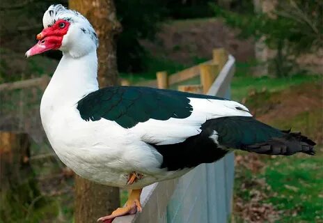 Мускусная подросток., цена 22 грн., купить Иванков Muscovy d