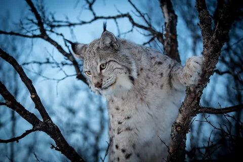 Canada Lynx Wallpapers - Wallpaper Cave