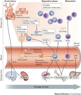 Inflammatory processes in cardiovascular disease: a route to