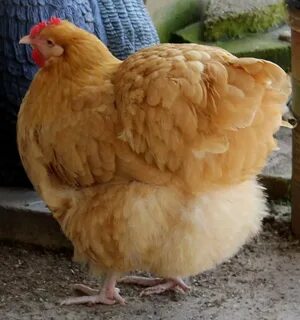 12 LF English Buff Orpington Hatching Eggs NPIP (#1317227394