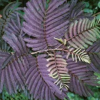 Mimosaceae - pepiniere-botanique