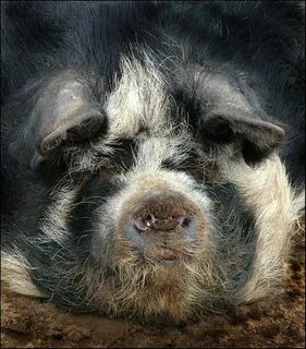 Pig face Pig, Pig dog, Hog pig