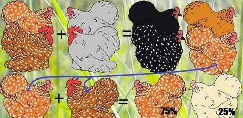 Генетика цвета и формы кур, основы разведения кур Fermer.Ru 