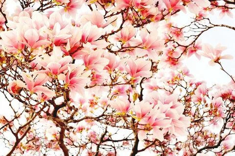 Pink Spring Flowers Wallpaper for Motorola Moto X Style