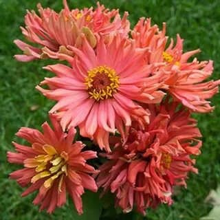 Zinnia Seeds - Senorita Flower Seeds in Packets & Bulk Eden 