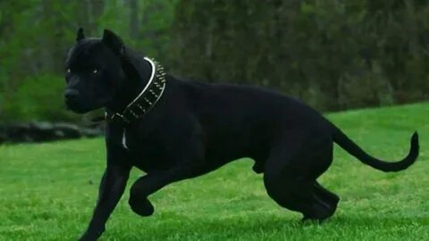 Getting to know the Black Pitbull