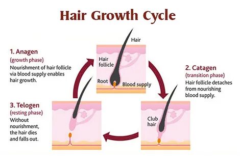 Hair Biology - Dy Dermatology Center