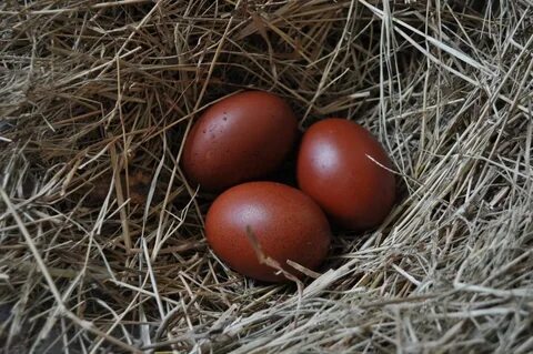 MARANS? BackYard Chickens - Learn How to Raise Chickens