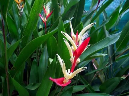 File:Heliconia - 2.jpg - Wikimedia Commons