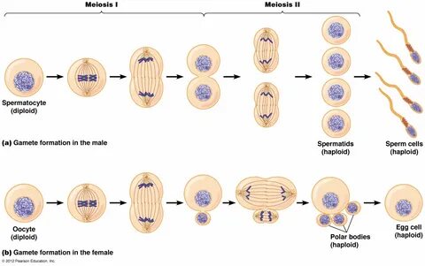 Meiosis 1 And 2 Chromosomes Related Keywords & Suggestions -
