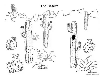 Desert Diorama