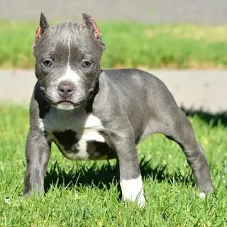 "Bully Kutta" Puppies For Sale Los Angeles, CA #91803