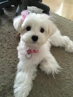 Beautiful Maltese. Maltese dogs, Puppy haircut, Dog haircuts