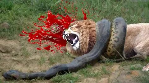 Lion Vs Snake - snake vs tiger ( 12 Animals ) by bmsolari on