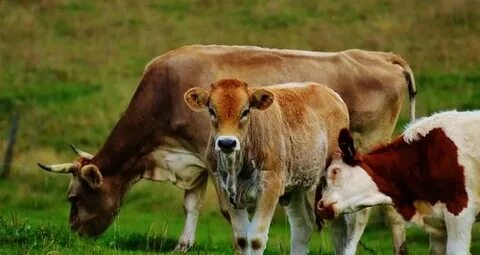 Grass-Fed Or Grain-Fed Cows For The Homestead? - Off The Gri