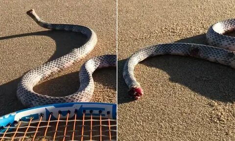 Headless Snake Tries To Attack Man And His Dog On Australian
