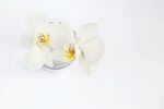 White Orchid Download HD Wallpapers and Free Images