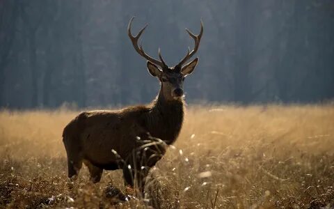 Whitetail Deer Wallpaper (58+ images)