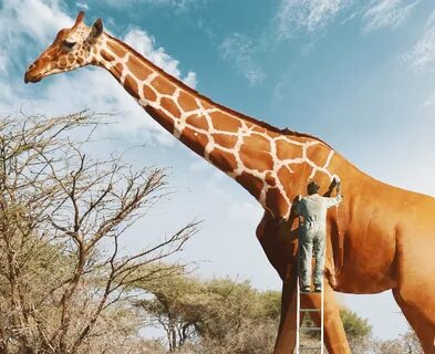 Man Painting Giraffe Behance