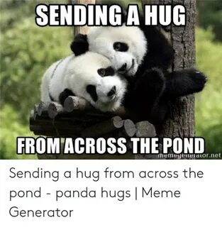 ✅ 25+ Best Memes About Panda Hugs Panda Hugs Memes