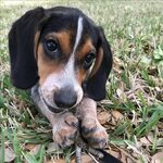 21 Beagles Mixed With Coonhound - The Paws