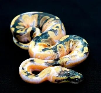 🔥 Click the image to see more. Pastel Enchi Pinstripe Pied p