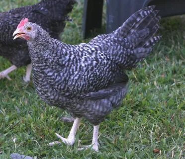 Gael Glen Farm & Apiary: January 2013