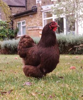 October Offerings. Hen Corner