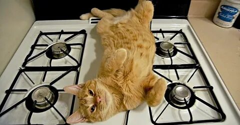 12 Cats Ready to Help You With Thanksgiving Dinner Funny cat