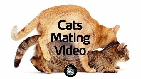 Cats Mating Video Cats Mating Close Up - YouTube