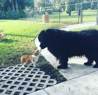 My corgi is proof there is peace and love left in this world