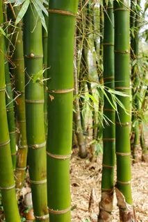 Bambusa vulgaris - Common Bamboo