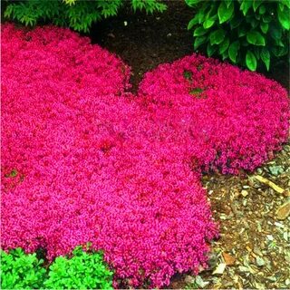 Thyme Bonsai Blue Rock Cress - Perennial Ground Cover Flower