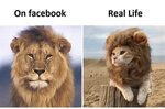 19 Funny Lion Meme That Make You Laugh All Day - MemesBoy