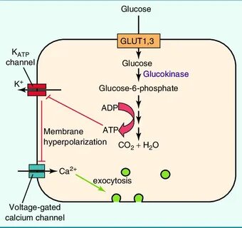 1 Mechanism of glucose-stimulated insulin secretion in pancr