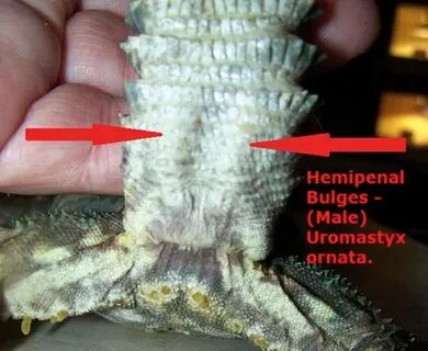 health - Mali Uromastyx: Stick thing sticking out of Femoral