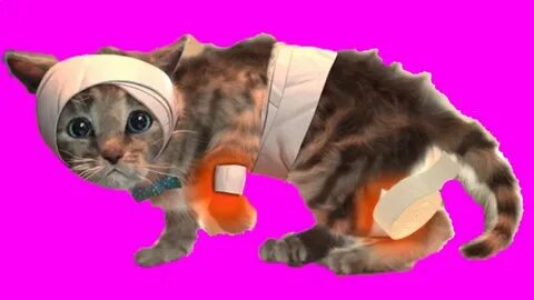 Little Kitten Adventures - Cute and Funny Kitten - YouTube