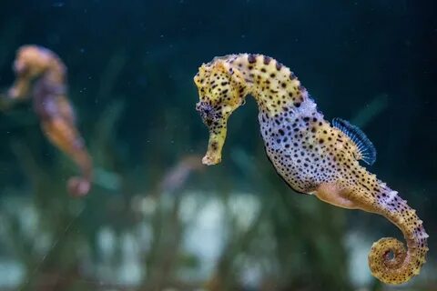 Magical photos of sea life that will make you want to protec