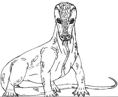 Komodo Dragon Looks Like A Snake Coloring Pages - Download &