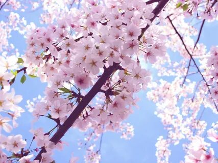 Cherry blossom wallpaper, Blossom trees, Cherry blossom wash