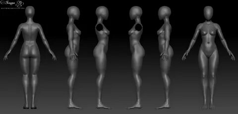 Female 3D Anatomy Template 3d anatomy, Female anatomy, Body 