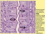 INTRODUCTION TO HISTOLOGY - ppt download