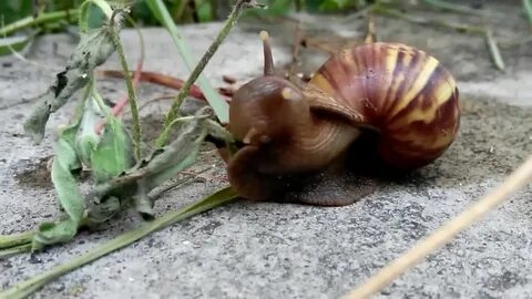 SNAIL EATING LEAF LIKE A SNACK - YouTube