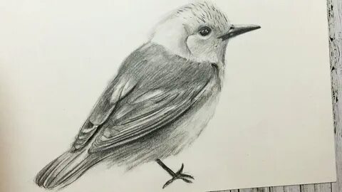 Cómo Dibujar un Pájaro Realista Paso a Paso (Fácil y Rápido)