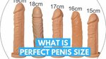 What is the Perfect Penis Size? - YouTube