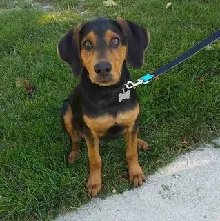 Black And Tan Coonhound Beagle Mix Puppies - dog.aircharters