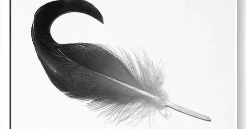 NatureFootstep PhotoArt: Feather