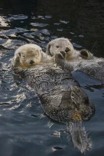 25 Fun Facts That Will Make You Instantly Smile Otters cute,